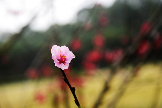 桃花