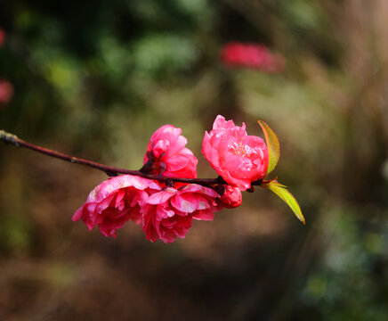 桃花