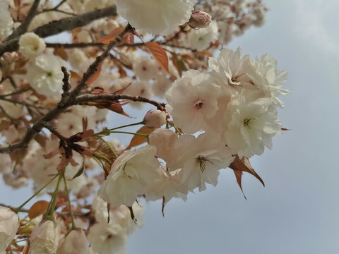 白色樱花