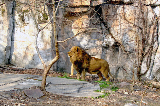 上海动物园狮子馆