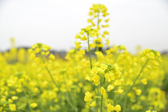 油菜花