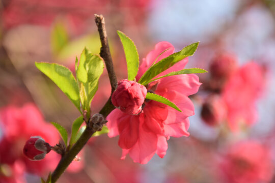 桃花