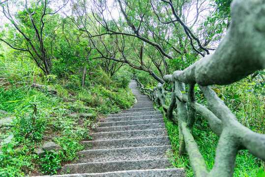 森林台阶