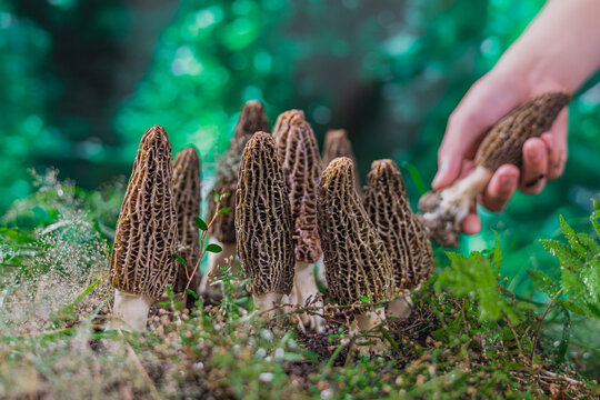 羊肚菌种植