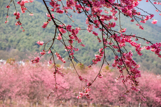 樱花