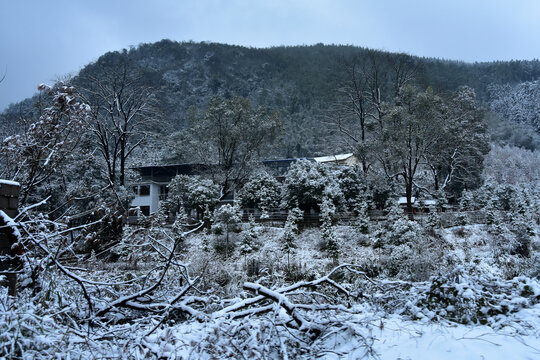 下雪的南方林场