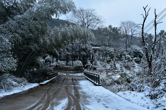 下雪的南方林场