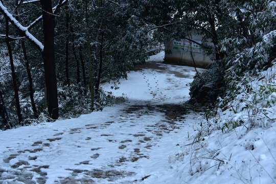 下雪的南方林场