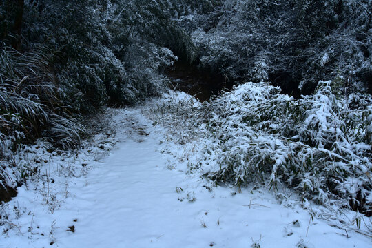 下雪的南方林场
