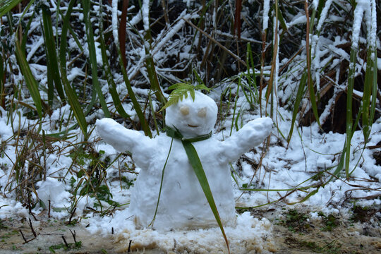 下雪的南方林场