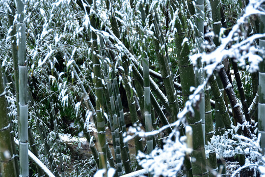 下雪的南方林场