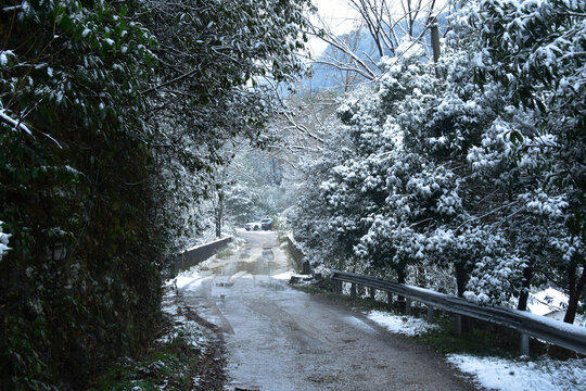 下雪的南方林场