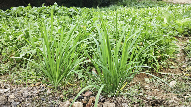 韭菜植株