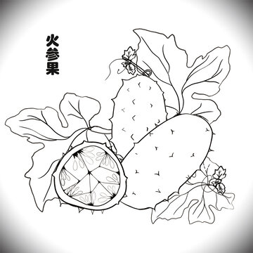 火参果线稿插画