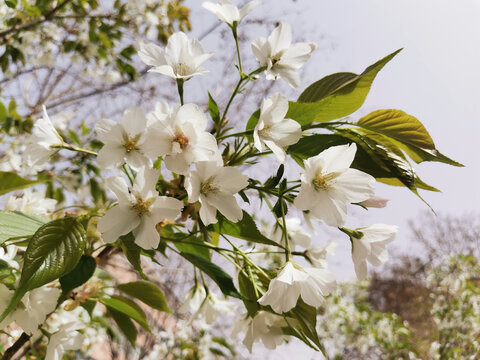 樱花