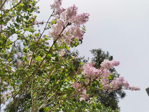 丁香花