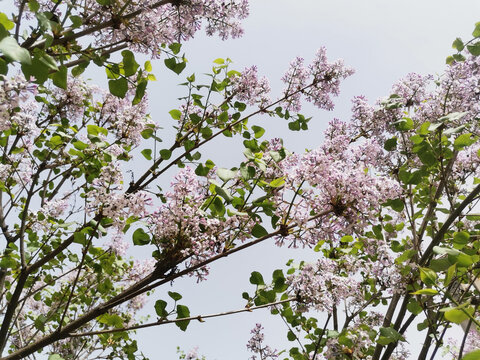 丁香花