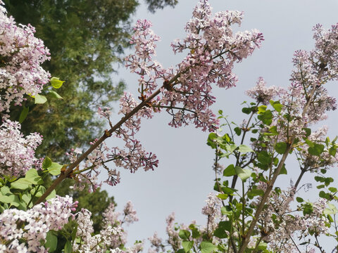 丁香花