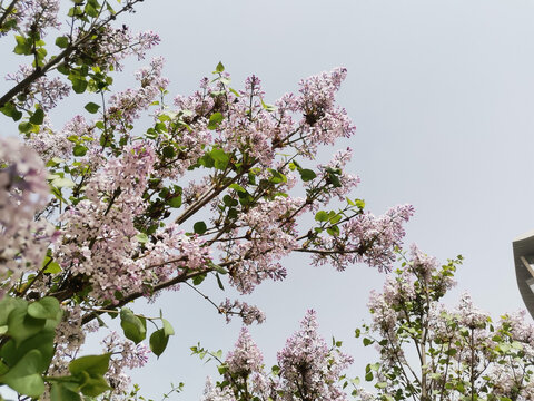 丁香花