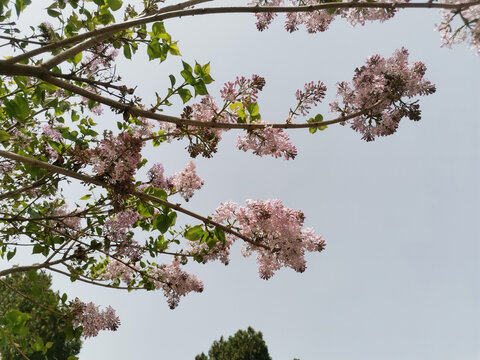 丁香花