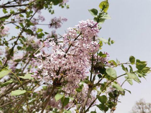 丁香花