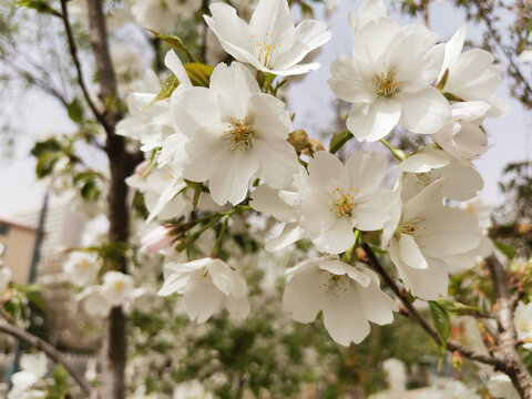 樱花