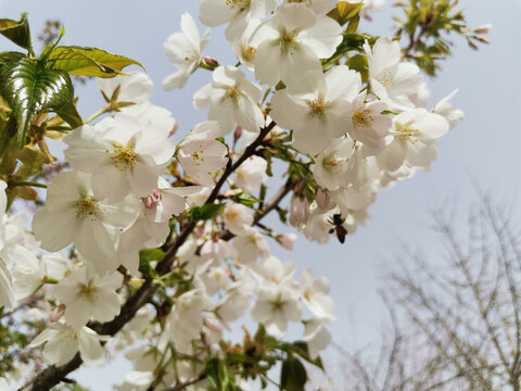 白樱花