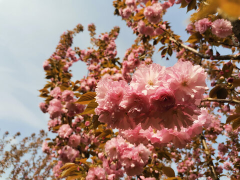 樱花