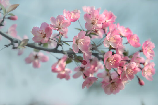 海棠花