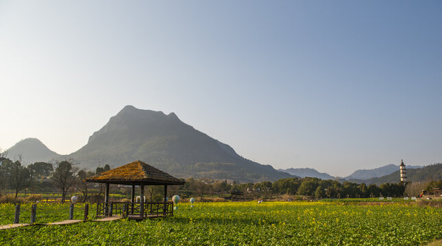 田园油菜花风光