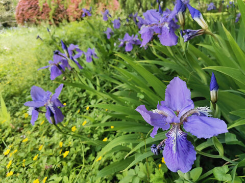 鸢尾花