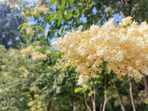 暴马丁香白丁香