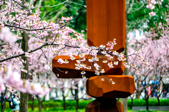 樱花盛开的静安雕塑公园