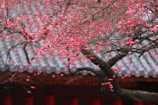 湖州铁佛寺