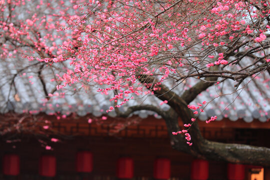 湖州铁佛寺