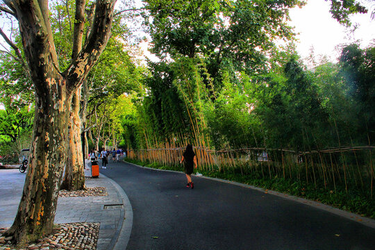 上海鲁迅公园林荫路