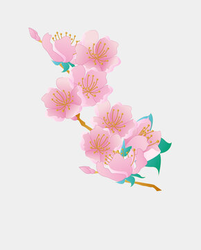 矢量桃花