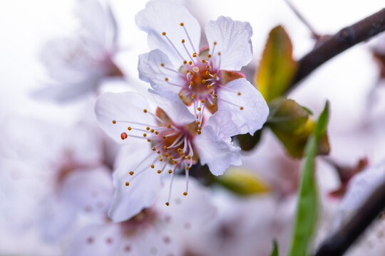 春暖花开