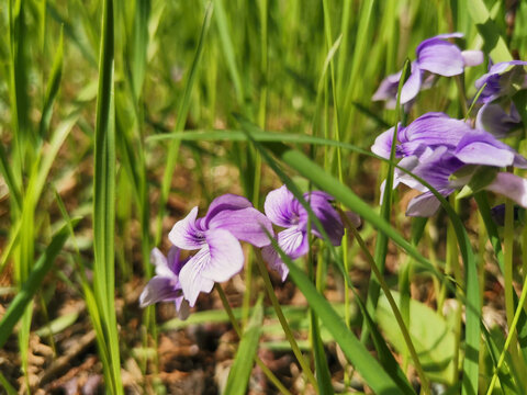 紫花地丁