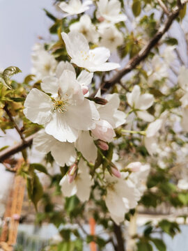 樱花