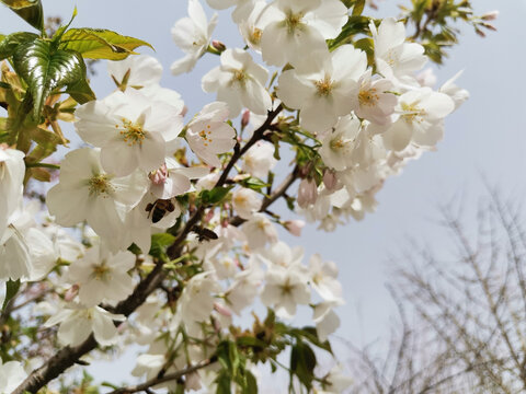 白樱花