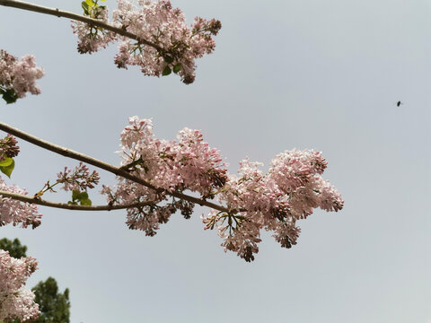 丁香花