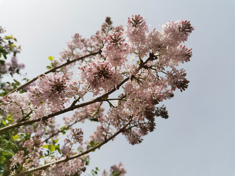 丁香花