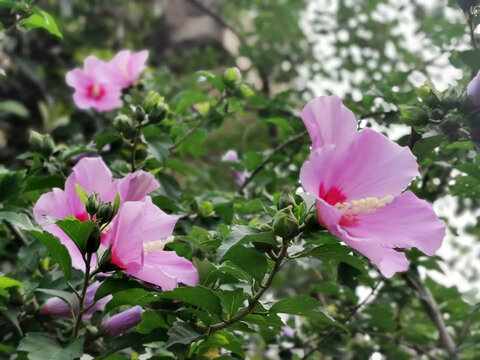 木槿花