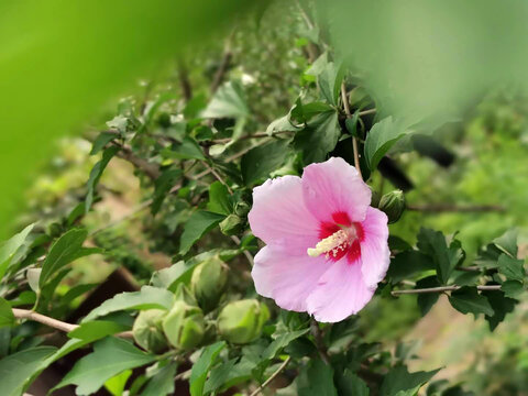 木槿花