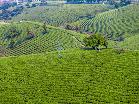 航拍茶山茶园