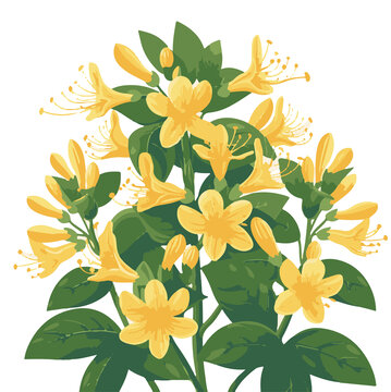 金銀花矢量圖