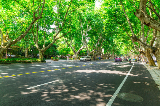 林荫道路