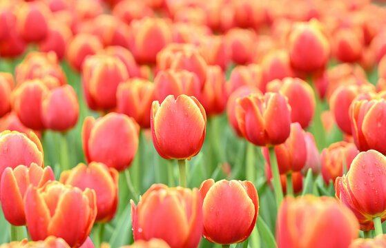 郁金香花海