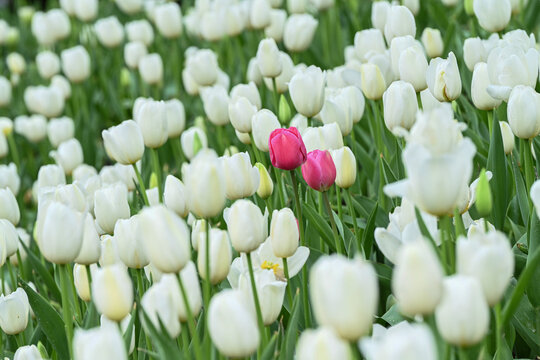 郁金香花海